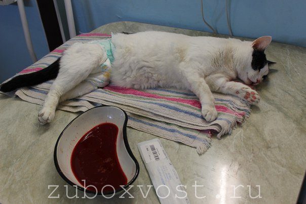 Ох, уж эта мочекаменная болезнь кошек! | Ветеринарная клиника ЗУБОХВОСТ
