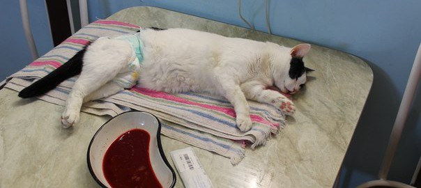 Ох, уж эта мочекаменная болезнь кошек! | Ветеринарная клиника ЗУБОХВОСТ