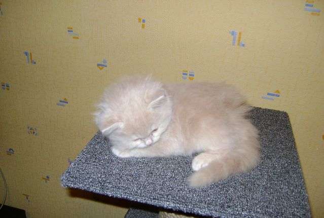 Купить кошку в мурманске. Котята Мурманск. Котята в Мурманске с закрытыми глазами. Ветеринарная клиника ЗУБОХВОСТ.